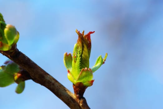 First spring leaves over natural background