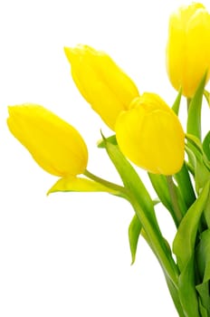 yellow tulips isolated on white background