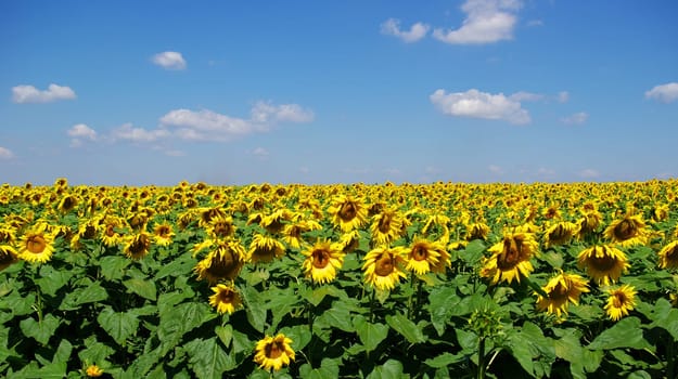 Closeup of a bright yellow sunflower