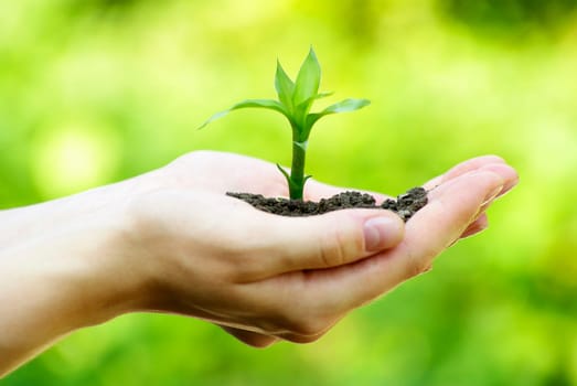 plant in the hand on  green background