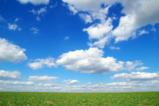 field on a background of the blue sky