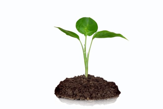Little green plant on white background