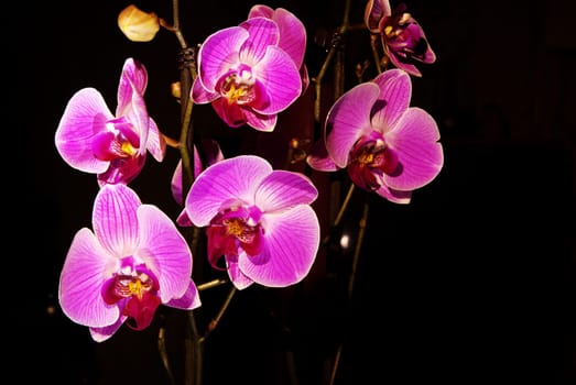 Orchid on a black background