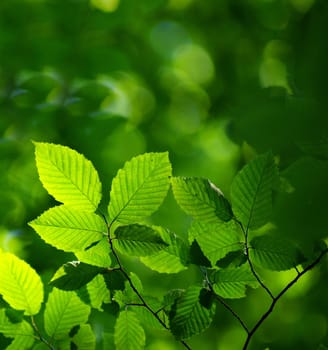 green leaves background in sunny day