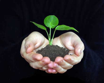 Hands holding sapling in soil