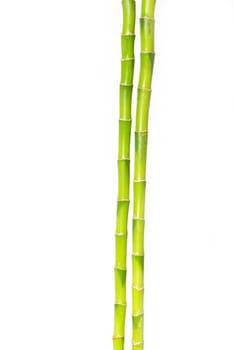 Bamboo isolated on a white background