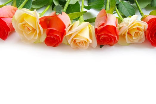 red rose isolated on a white background