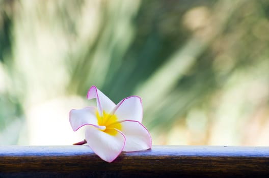 Pink frangipani flowers on green background