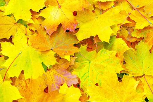 Texture of a maple leafs as background