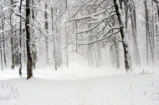 beautiful winter forest  and the road