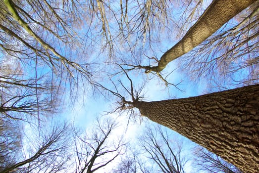 beautiful winter forest  and sky