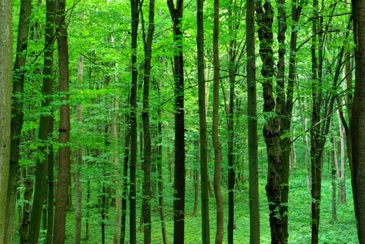 green forest  background in sunny day
