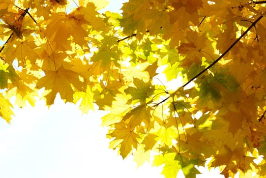 autumn leaves background in sunny day