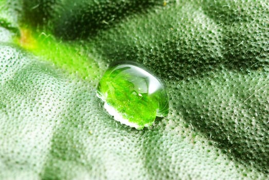 drop on green plant leaf