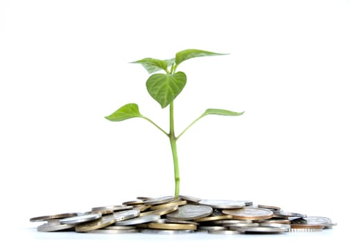 plant in coins  isolated on white background