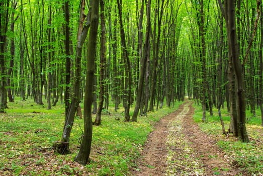 a path is in the green forest