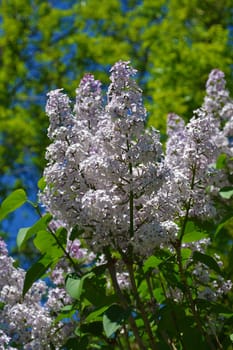 A lilac branch over new green leafs and blue sky..