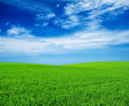 field on a background of the blue sky
