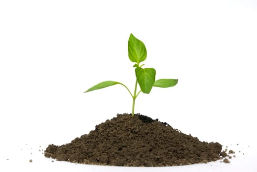 Little green plant on white background