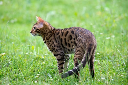 The cat runs on a lawn