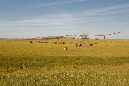 Red cows grazing under pivot irrigation fields, Extremadura, Spain