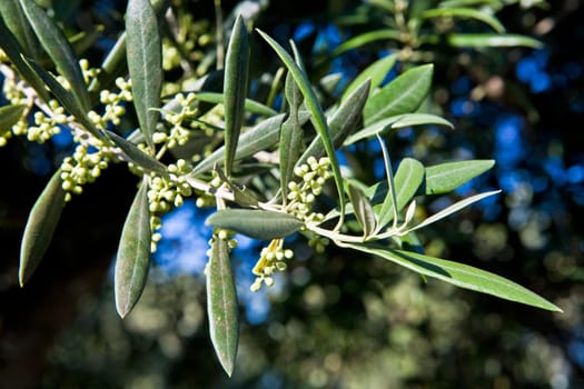 Very young olive sprouts on a branch, Extremadura, Spain