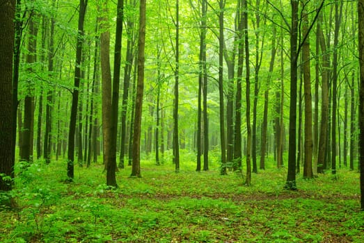 breathtaking view as the sun shines through the forest on a misty day