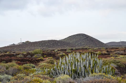 Cactus in the Desert at Sunset Tenerife South Canary Islands Spain