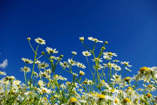 Camomiles on blue sky background