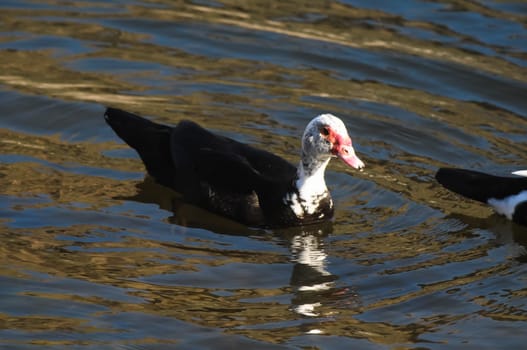 Muscovy Duck (Cairina moschata) on a Dark Black Water