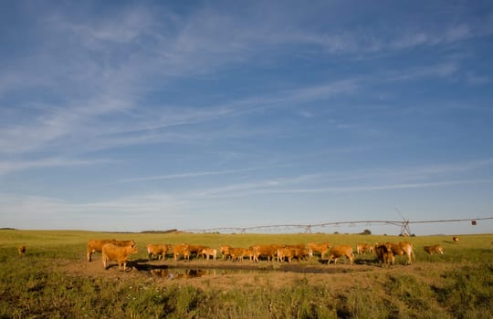 Red cows grazing under pivot irrigation fields, Extremadura, Spain