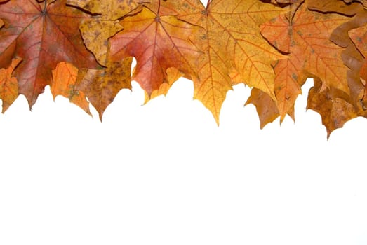 Autumn leaves on a white background