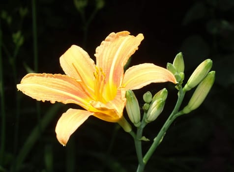 Daylily