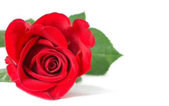 beautiful red rose on a white background