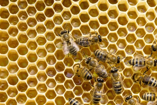 Close up view of the working bees on honeycells.