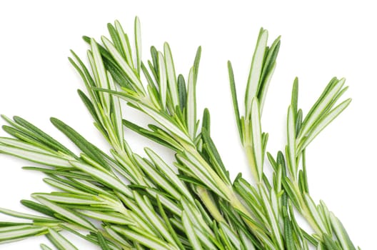 fresh rosemary isolated on white