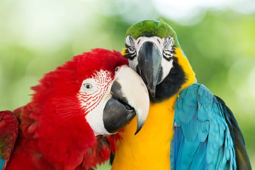 Pair of colorful Macaws parrots