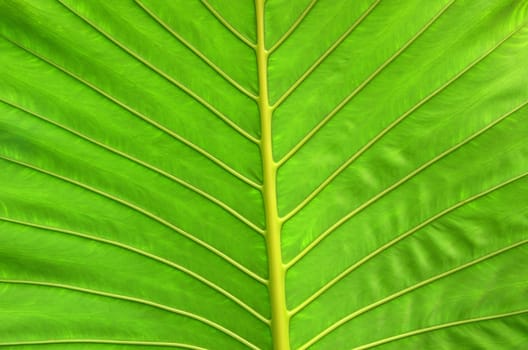 Texture of a green leaf as background