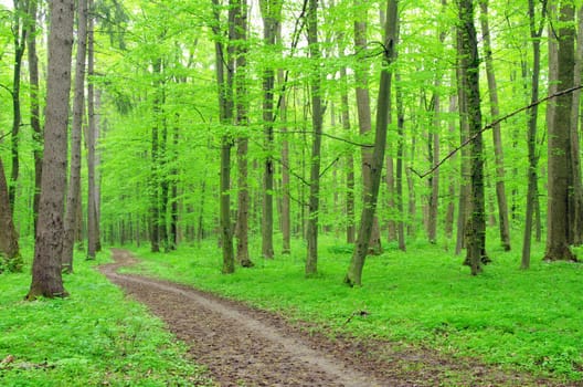 a path is in the green forest