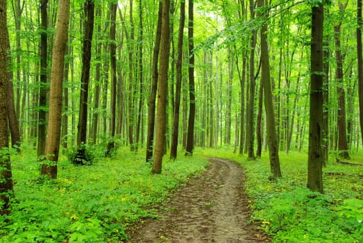 a path is in the green forest