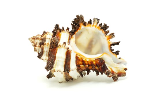 Sea shell  isolated on white background