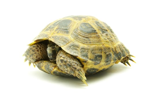 Reptile turtle isolated on white
