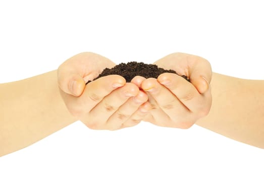 earth in hands isolated on a white background