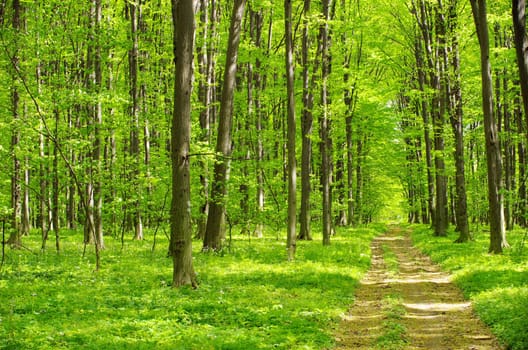 a path is in the green forest
