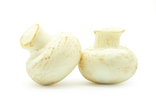 Fresh mushrooms isolated on a white background