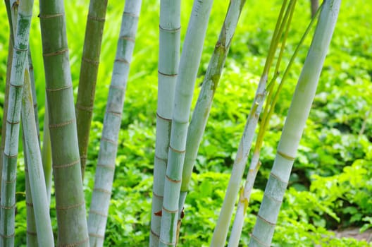Bamboo isolated on a green