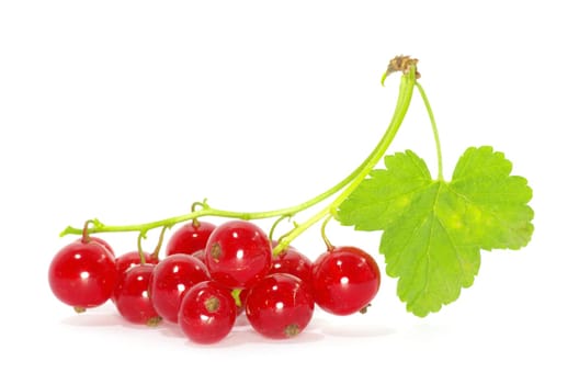 red currant isolated on a white background