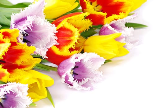 bouquet of the fresh tulips on white background