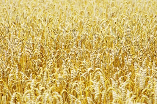 Fields of wheat at the end of summer fully ripe