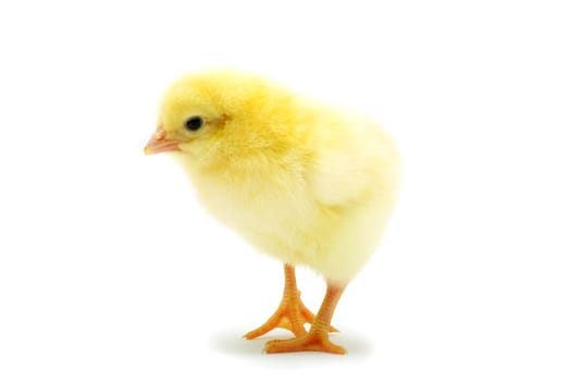 Cute little baby chicken isolated on white background
